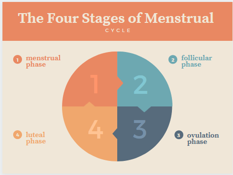 menstrual cycle phases