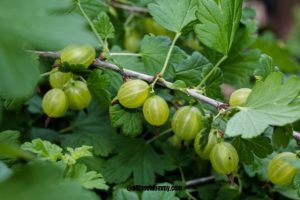stomach ulcer remedies